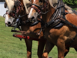 1_Horse.team_.wagon_