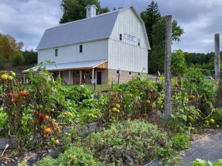 Lots and lots of tomatoes!